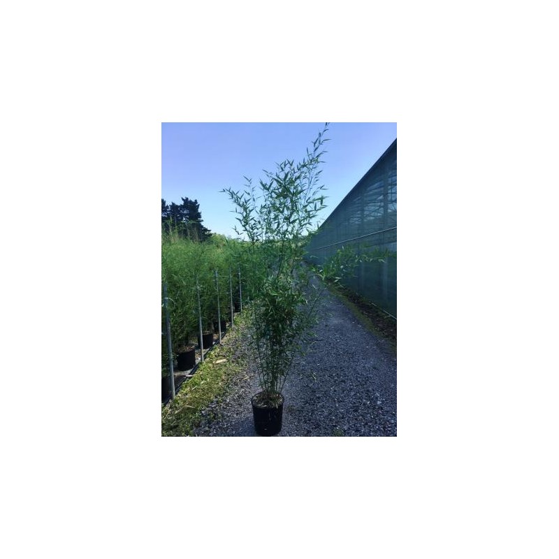 PHYBI 18L Alt.175/200 E