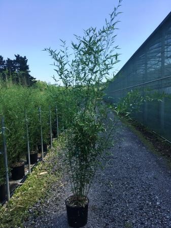 PHYBI 18L Alt.175/200 E