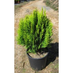 THOAU 10L Alt.50/60 E