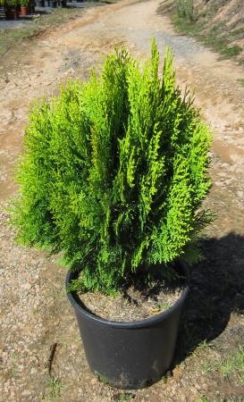 THOAU 10L Alt.50/60 E