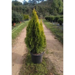 TUGOS 15L Alt.100/125 E