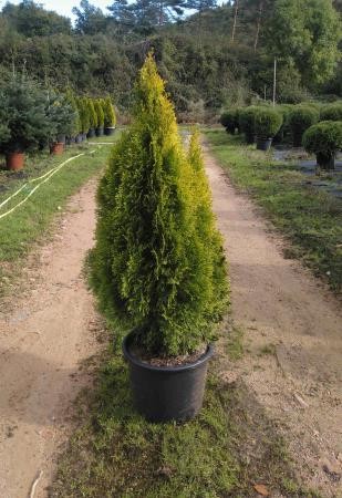 TUGOS 15L Alt.100/125 E