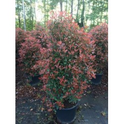 PHOCA 50L Alt.175/200 E