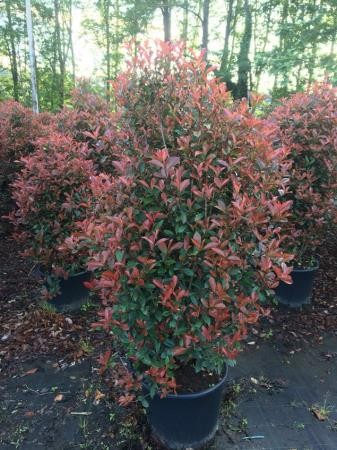 PHOCA 50L Alt.175/200 E