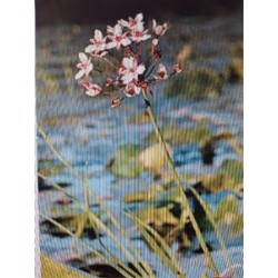BUTOU 11x11-1L MC E