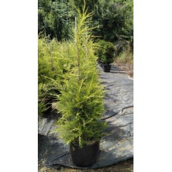 JUCKU 15L Alt.100/125 E