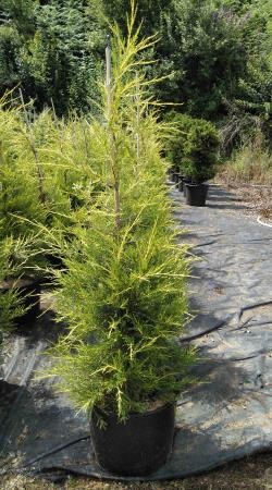 JUCKU 15L Alt.100/125 E