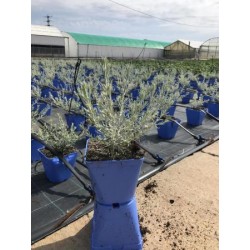 ERENI 15,5x15,5:2,5L...