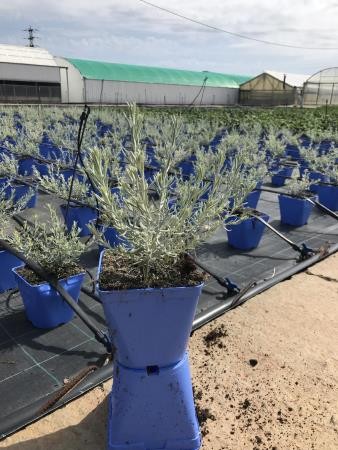 ERENI 15,5x15,5:2,5L Mediterránia