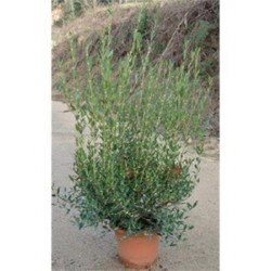 PHYAN 10L Alt.60/80 E