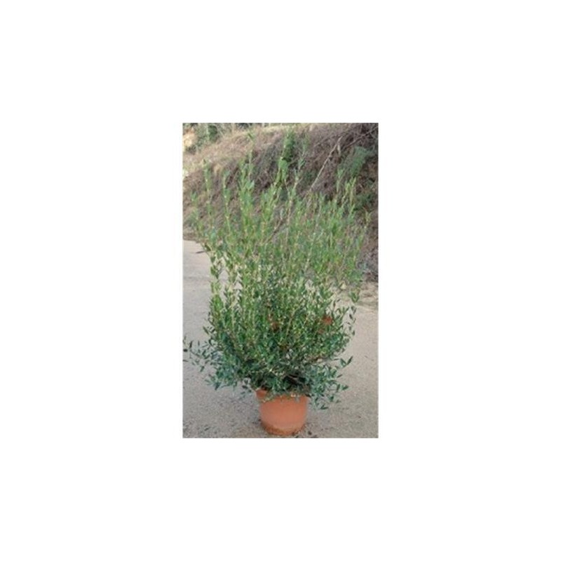 PHYAN 10L Alt.60/80 E