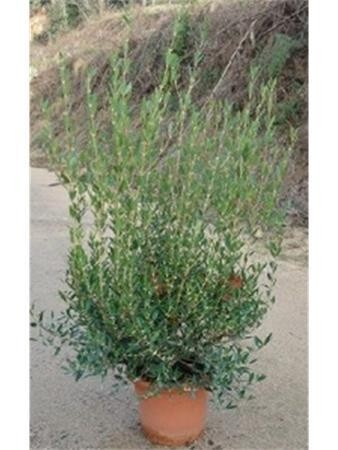 PHYAN 10L Alt.60/80 E