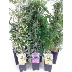 TREPA 11x11:2L 1 caña/tut.75