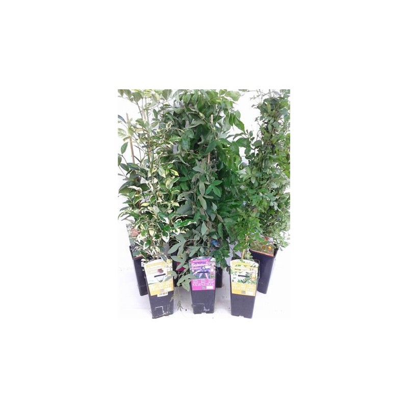 TREPA 11x11:2L 1 caña/tut.75