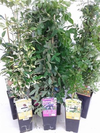 TREPA 11x11:2L 1 caña/tut.75