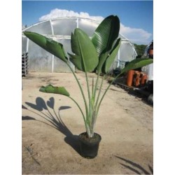 STNIC 15L Alt.175/200 E