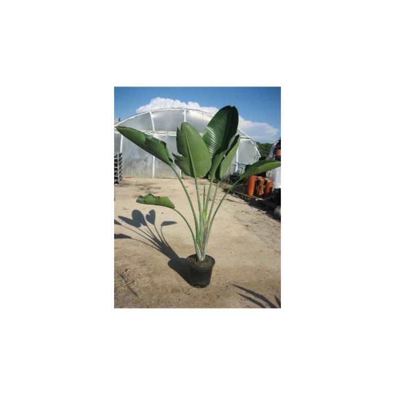 STNIC 15L Alt.175/200 E