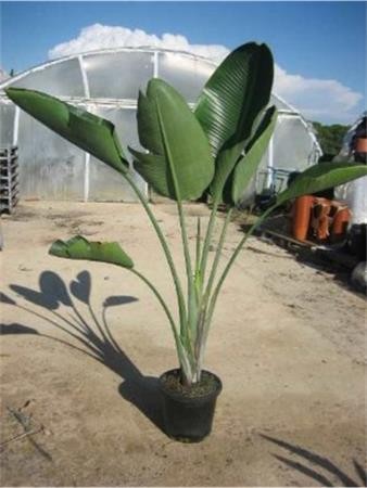 STNIC 15L Alt.175/200 E