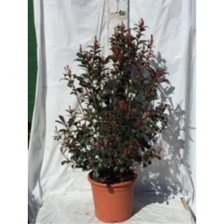 PHOCA 15L Alt.80/100