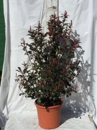 PHOCA 15L Alt.80/100