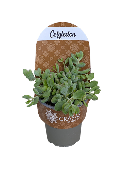 COTYLEDON PENDENS