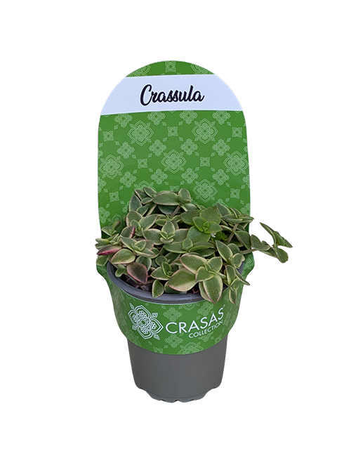 CRASSULA MARGINALIS