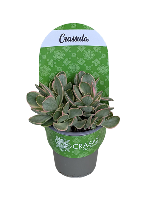 CRASSULA SWAZIENSIS VARIEGATA