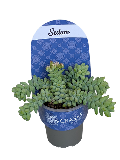 SEDUM MORGANIANUM BURRITO