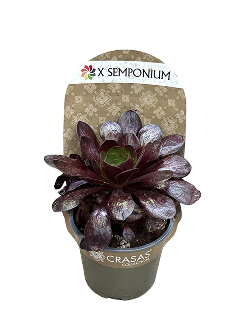 SEMPONIUM DESTINY