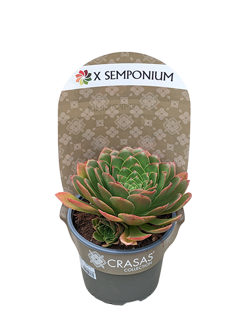 SEMPONIUM DIAMOND