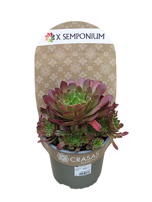 SEMPONIUM SIENNA