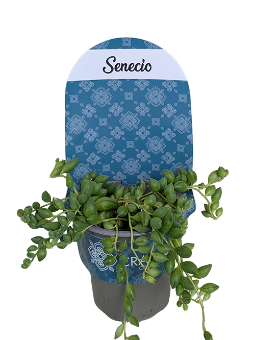 SENECIO HERREIANUS