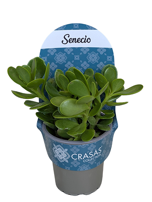SENECIO JACOBSENII