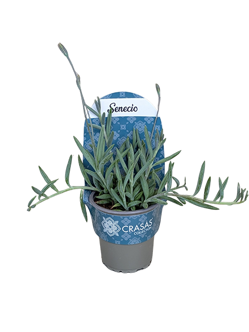 SENECIO RADICANS STRING OF FISH HOOCK