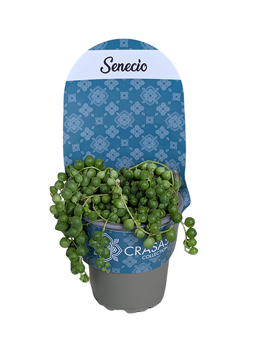 SENECIO ROWLEYANUS