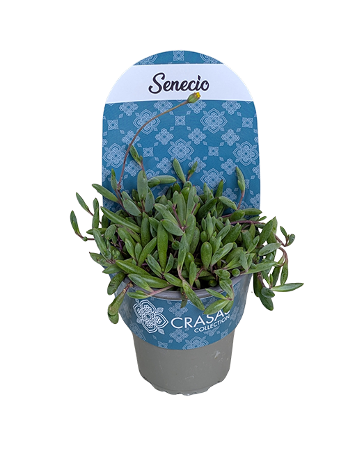SENECIO RUBY NECKLACE