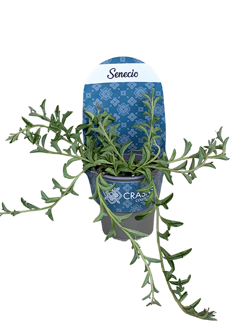 SENECIO PEREGRINUS STRING OF DOLPHINS